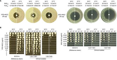 Miconazole induces aneuploidy-mediated tolerance in Candida albicans that is dependent on Hsp90 and calcineurin
